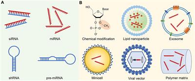 Advancing cancer treatment: in vivo delivery of therapeutic small noncoding RNAs